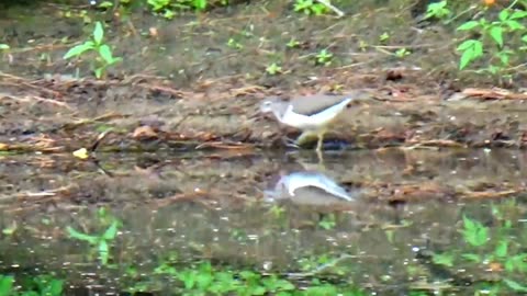 Sandpiper