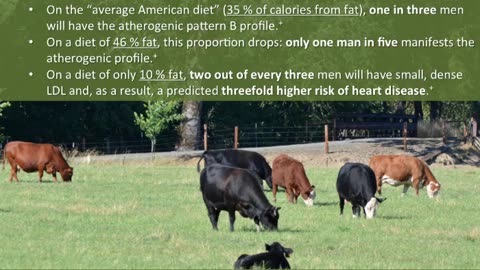 Beef: The REAL Health Food - Full Presentation (Peter Ballerstedt)