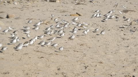 Large group of Plovers.