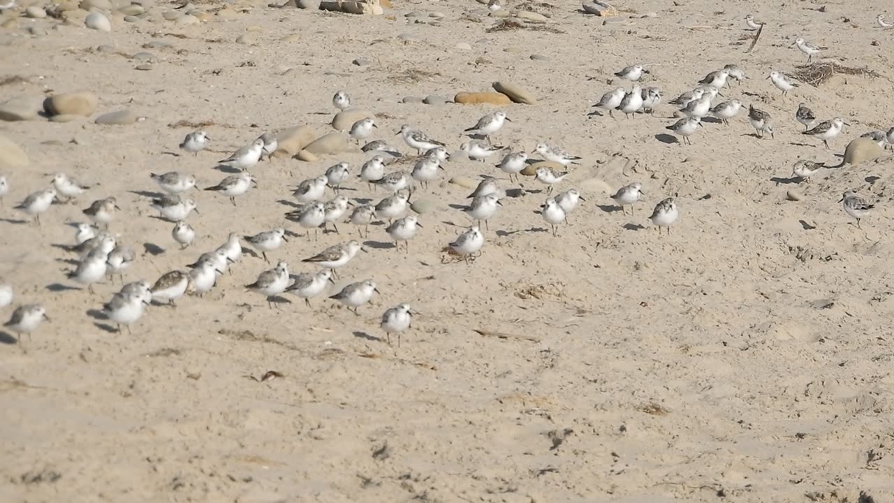 Large group of Plovers.