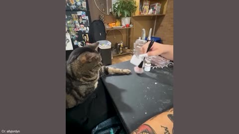 Funny Animal Videos