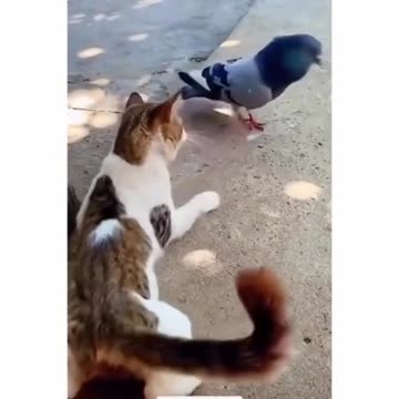 Cute cat frustrating videos