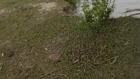 Alerta en Salamina por socavación en las orillas del río Magdalena
