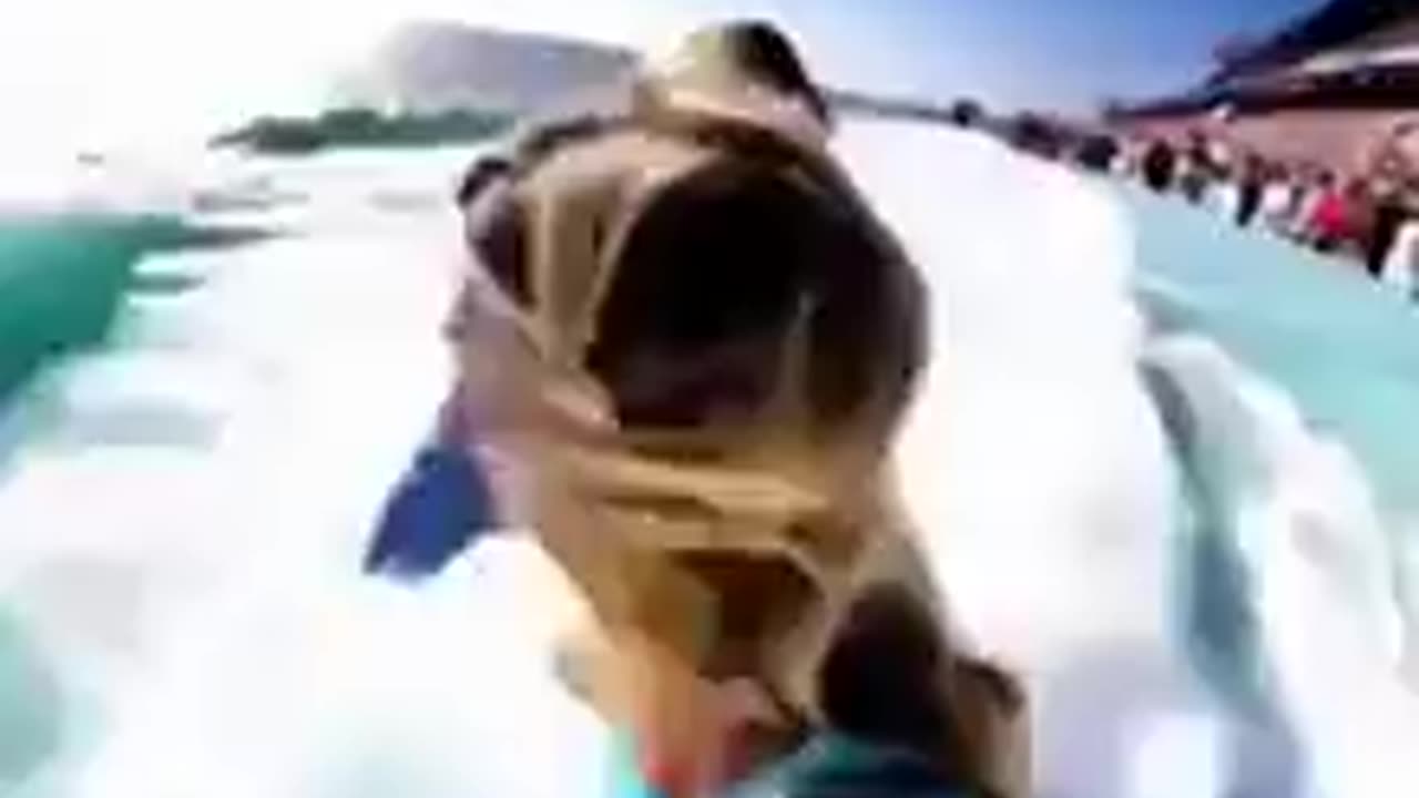 Please Like and Follow. Funny Ai