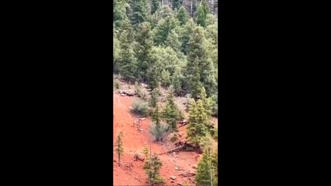 Une nouvelle vidéo d'un prétendu Bigfoot sur le cours supérieur du fleuve Colorado