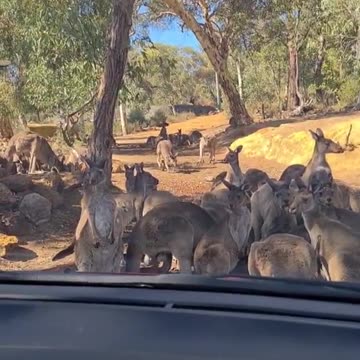 Kangaroo diaries only in Australia 🇦🇺