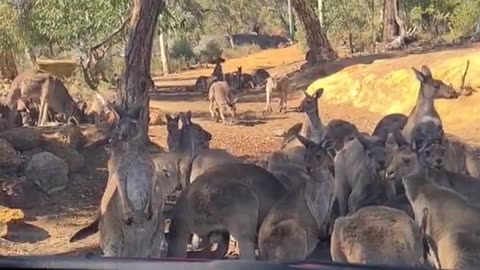 Kangaroo diaries only in Australia 🇦🇺
