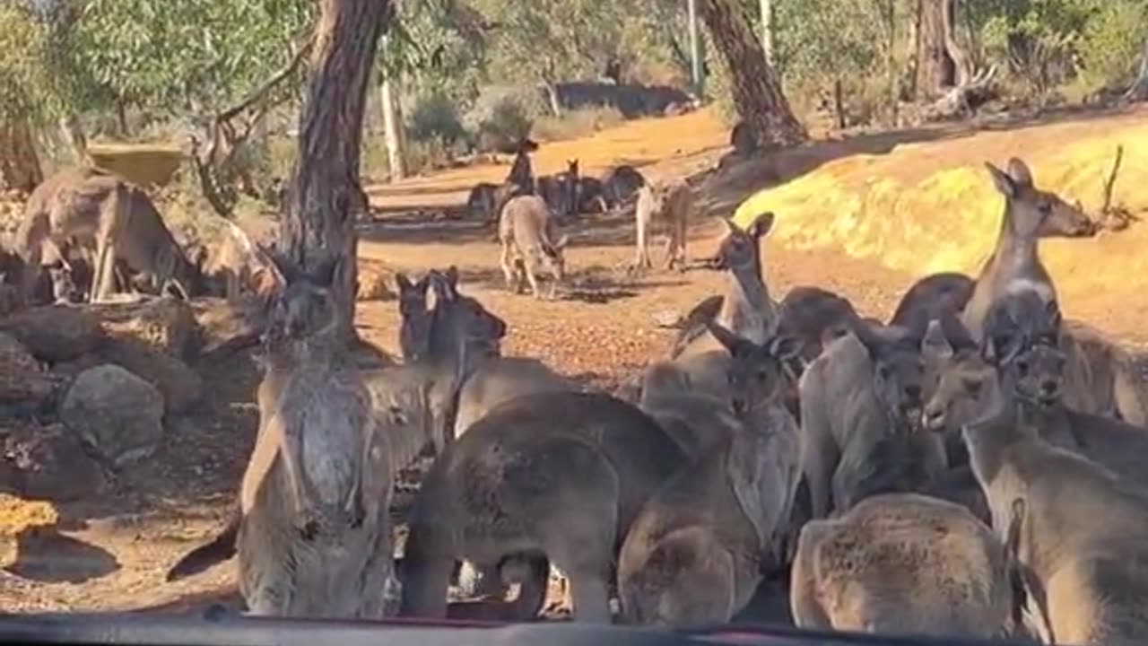 Kangaroo diaries only in Australia 🇦🇺