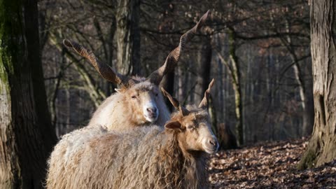 Sheep, racka sheep, horns
