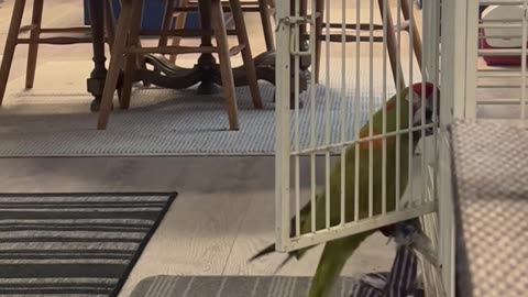 Macaw Sneaks Off With Favorite Dog Toy
