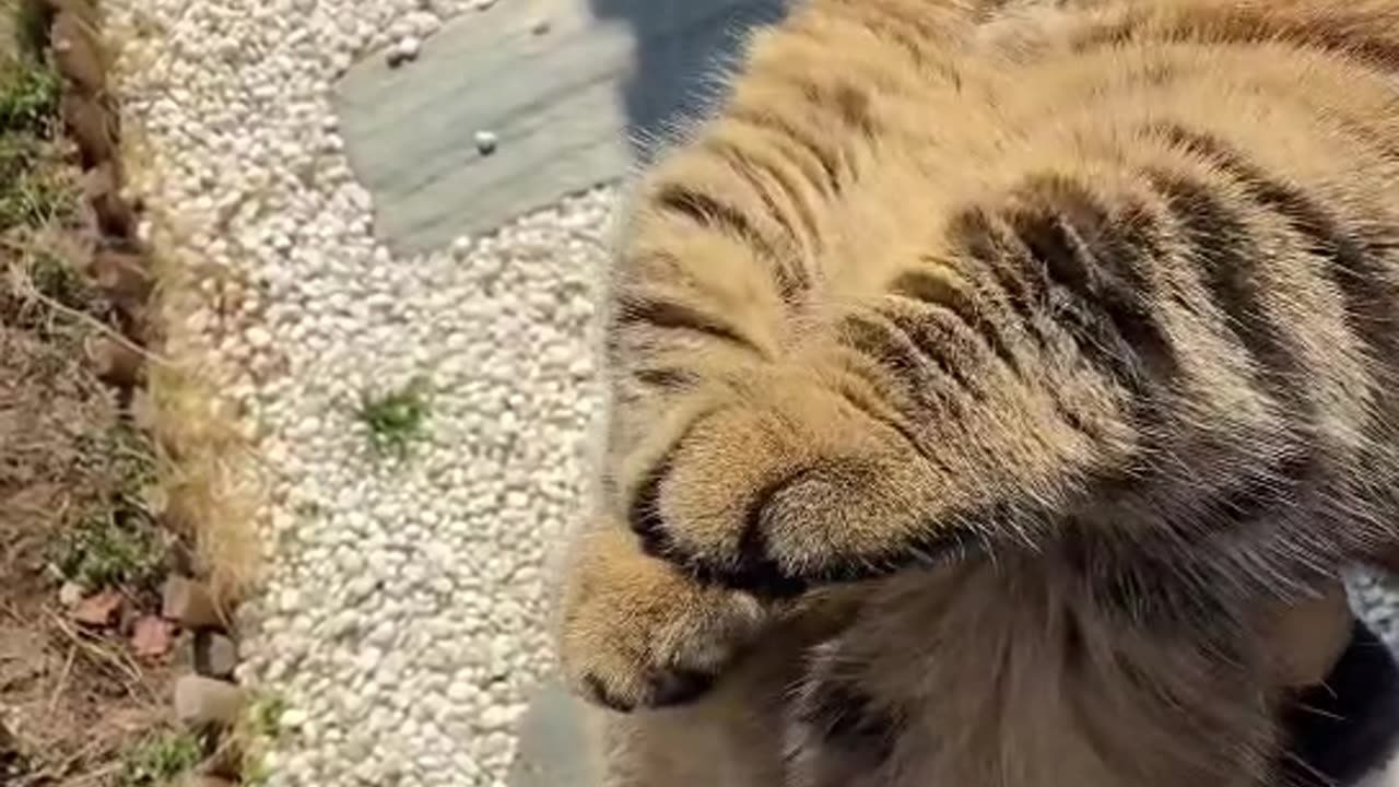 cute cat