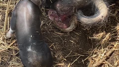 Newborn Piglet Nuzzles for Milk as Chickens Welcome New Farm Friend!
