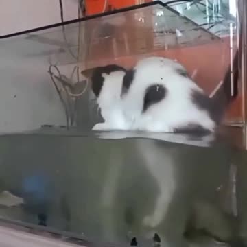 How to Fish in an Aquarium: A Cat's Masterclass!