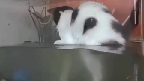 How to Fish in an Aquarium: A Cat's Masterclass!