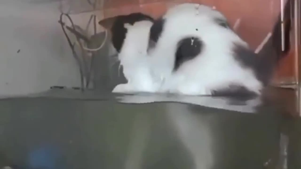 How to Fish in an Aquarium: A Cat's Masterclass!