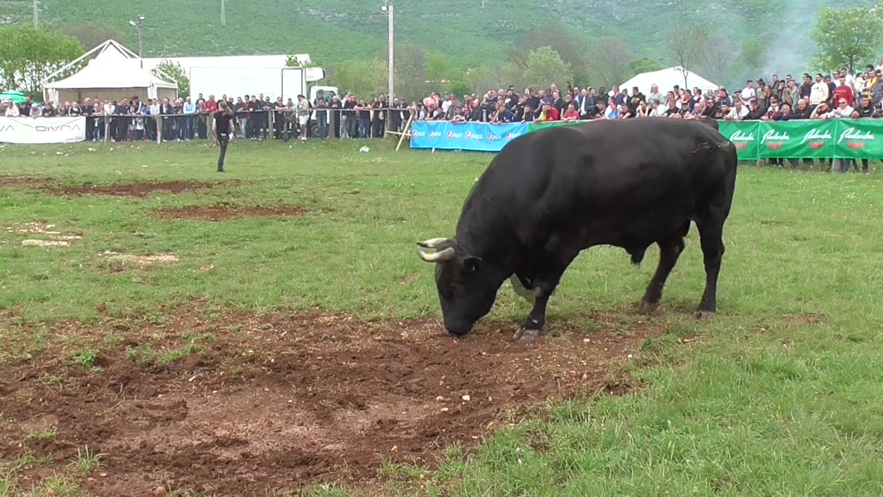 Srećko od Prnjka vs Kukan od Škokića Dicmo 2025