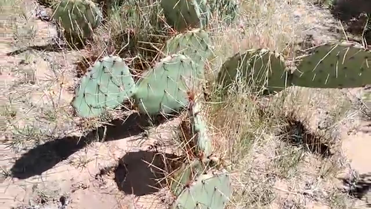 Cactus Field at Red Rock Canyon