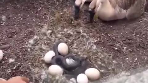 Brave man saves geese eggs from a snake.. 🙏