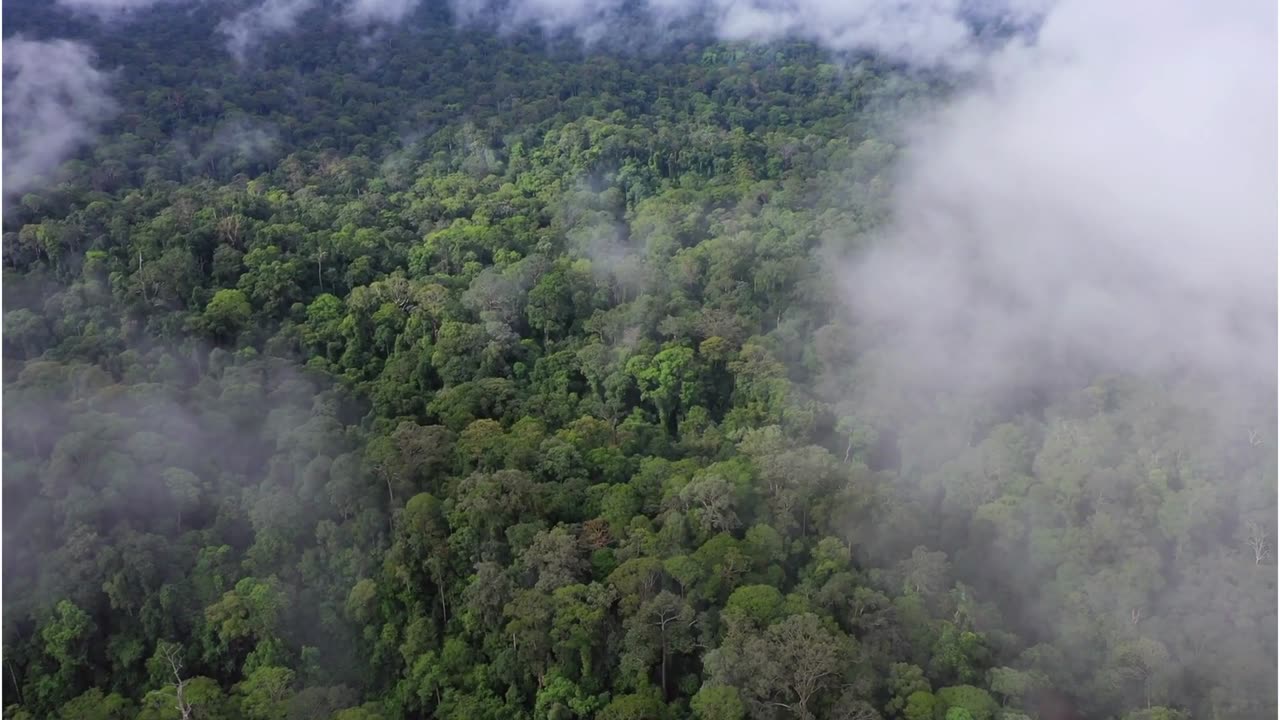 The Healing Power of a Morning in the Forest