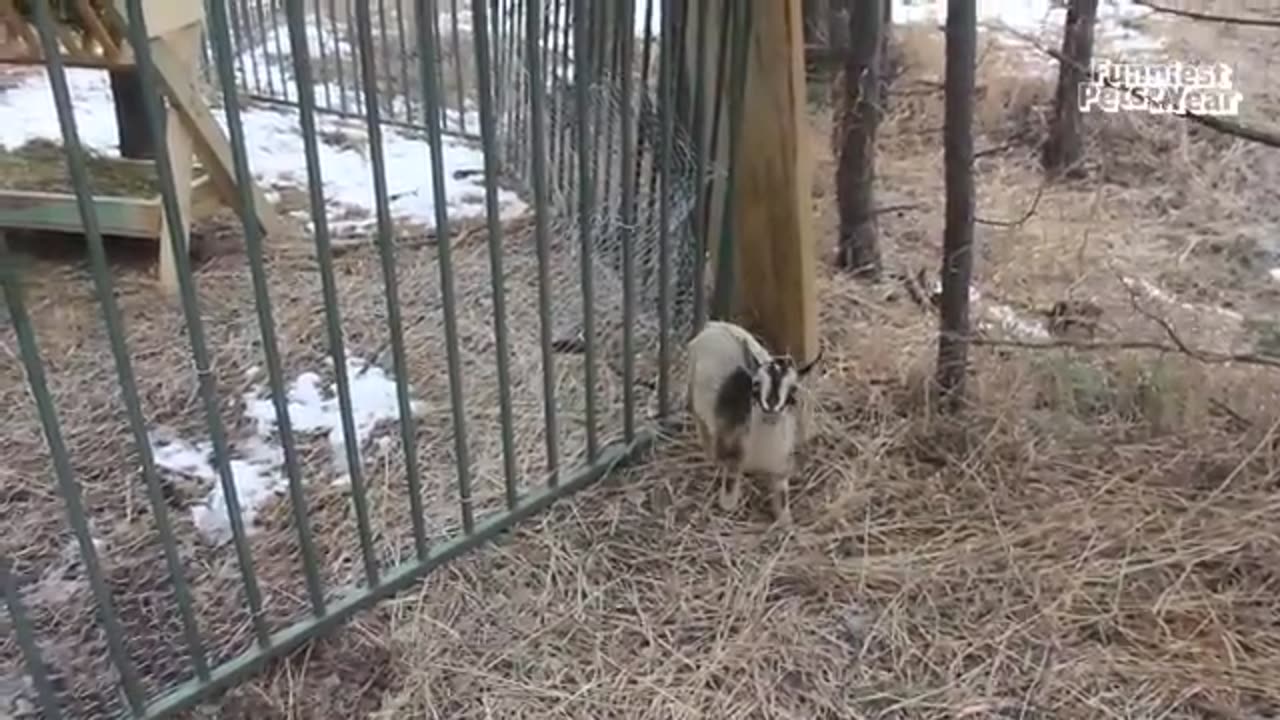 FUNNIEST Pets of 2024! 🤣 TOP Videos of the YEAR