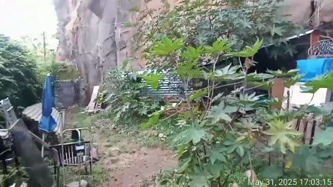 250531B___Madeira_NS-404._Rooting_out_weak_plants._Cave_entrance_roof_works_continue.(720p)