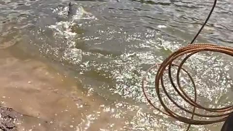 Tutorial catch Blue Gill