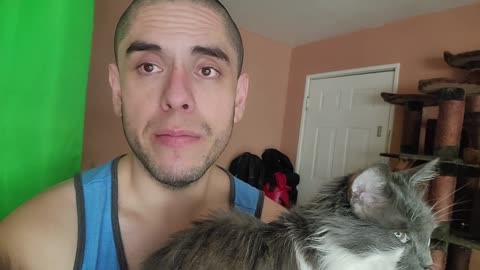 Meows Update. (December 26, 2023)