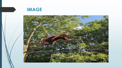 Expert Tree Removal Services in Msharside