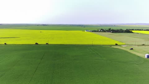 Canola Crop July 11, 2025