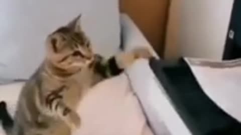 Playful Cat 🐈