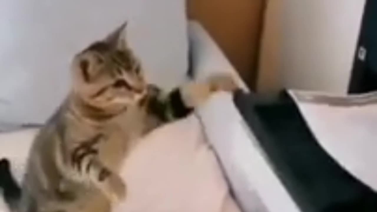 Playful Cat 🐈