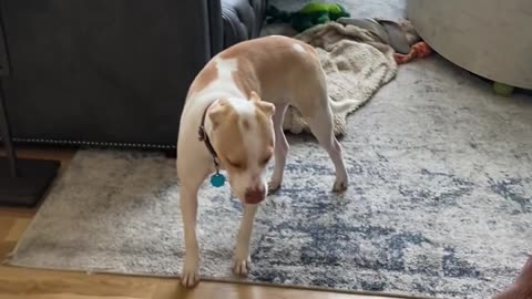 😂🐶 Dog vs. Vacuum: The Ultimate Battle! | FunFM