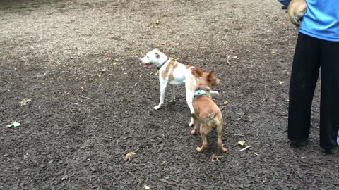 dog park chase 32908243098