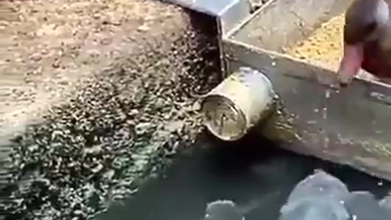 Duck literally feeding fish his own food. Beautiful nature.