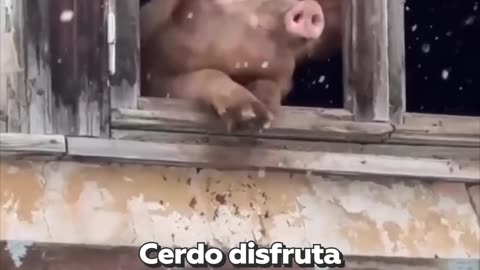 Cerdo georgiano amante de la nieve escapa de morir