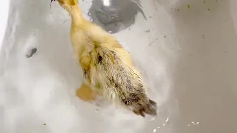 "Baby Duck Enjoys Tiny Shrimps in Water!" 🐥🦐💦#shorts