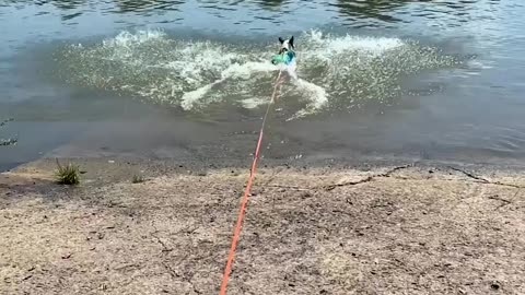 This Is How Much Bugsy Loves the Water