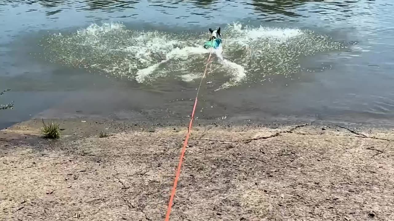 This Is How Much Bugsy Loves the Water