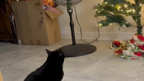 Cute Precious Piper Sees the Christmas Tree - My Adopted Shelter Cat Vlog