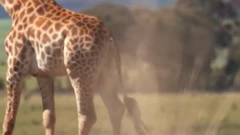 What Wild Animal Has Scales and a Forked Tongue