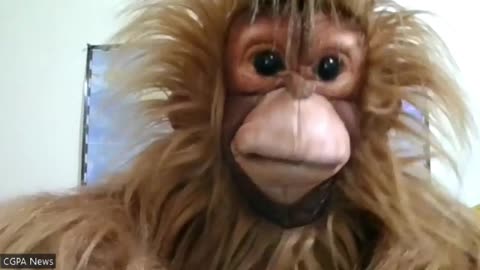 The Liberals had continuously Manipulating and Storm walling and protecting Witnesses