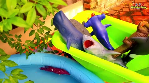 Beluga Whales Feel Very Happy Because Get a Lot of Food