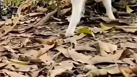 Are cats ninjas? #cutecats #catsshorts #catsfunnyvideos #catsofinstagram #catslife