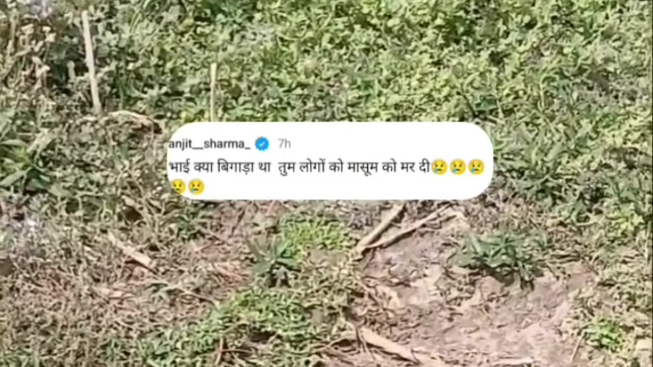 Janawar ke sath aisa nahi karna chahiye tha mere bhai