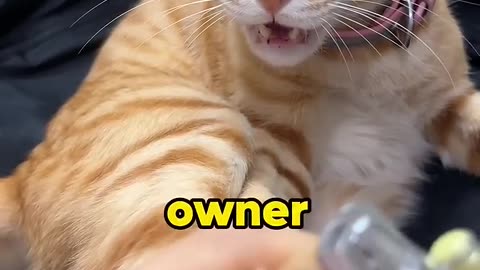 A brain-dead cat.#foryou #animals #cute