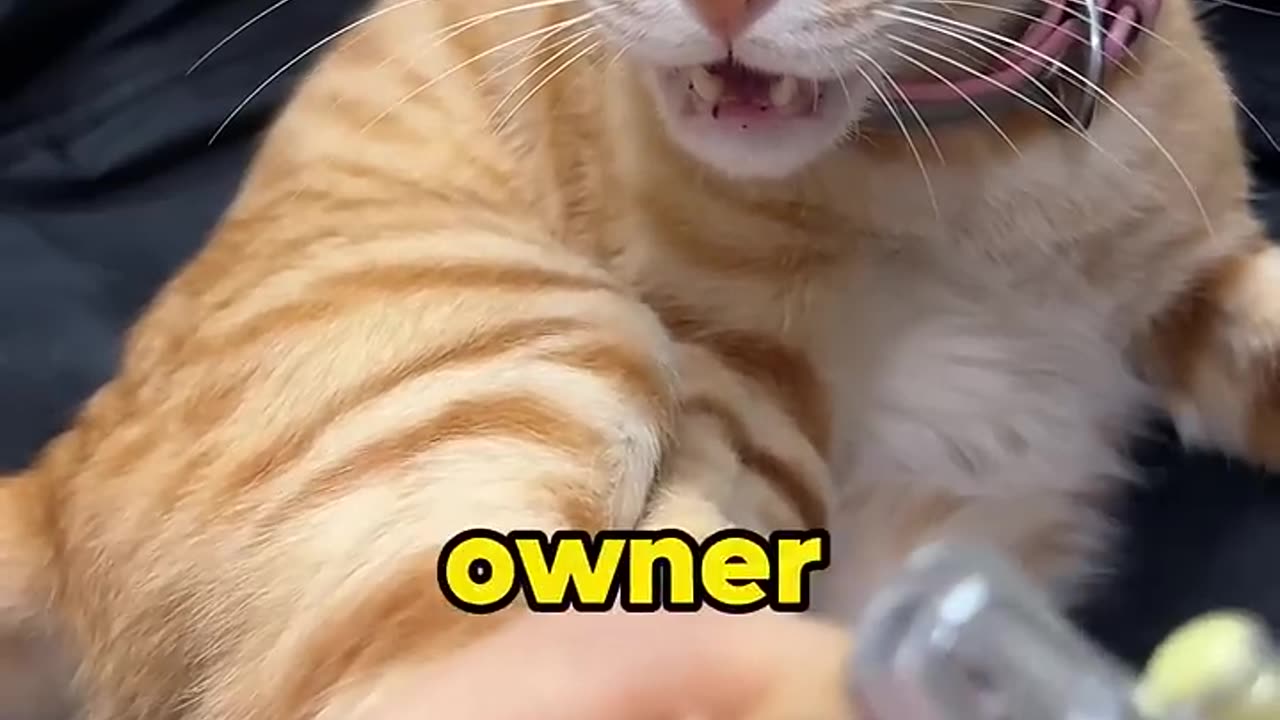 A brain-dead cat.#foryou #animals #cute
