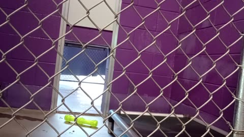Nugget 5y Pet Id 946758 kennel 15 HSSAZ shelter he dashes outside 4 doggie walk now&again2025912452