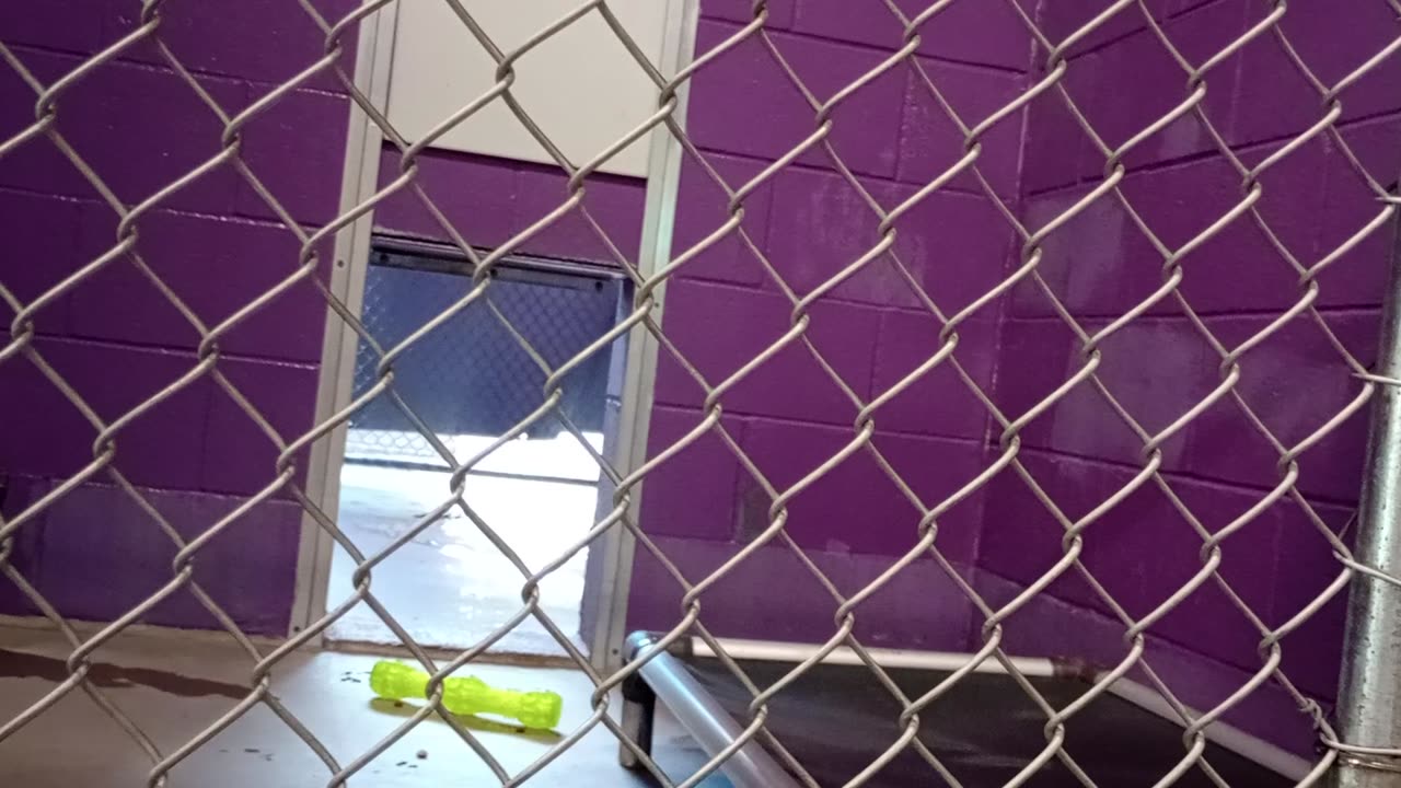 Nugget 5y Pet Id 946758 kennel 15 HSSAZ shelter he dashes outside 4 doggie walk now&again2025912452