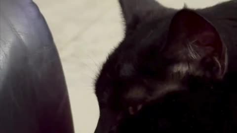 Cute Precious Piper is a Comfortable Lap Cat - Adopting a Cat from a Shelter Vlog #shorts