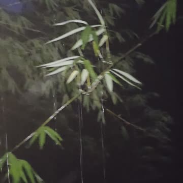 🌧️ Farm Life in the Philippines | Overnight Rain 🌱